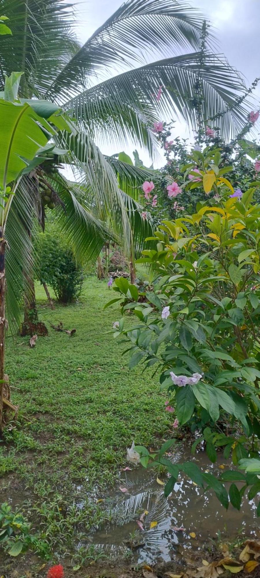 Cabinas Los Tucanes Cahuita Exterior photo