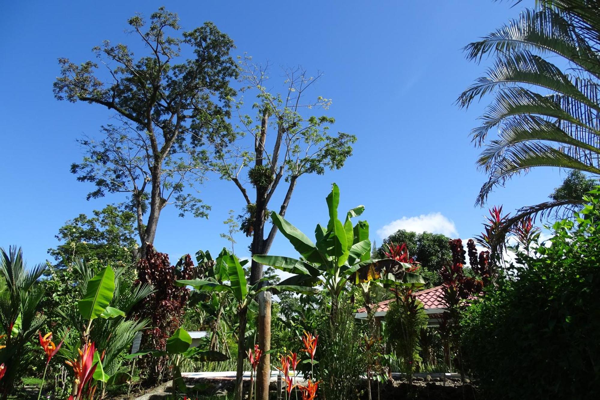 Cabinas Los Tucanes Cahuita Exterior photo